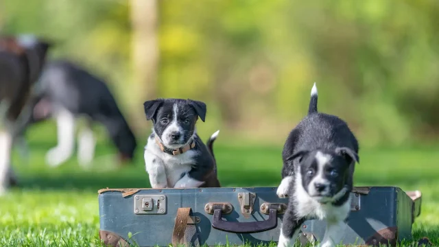 Pets and Pet Care