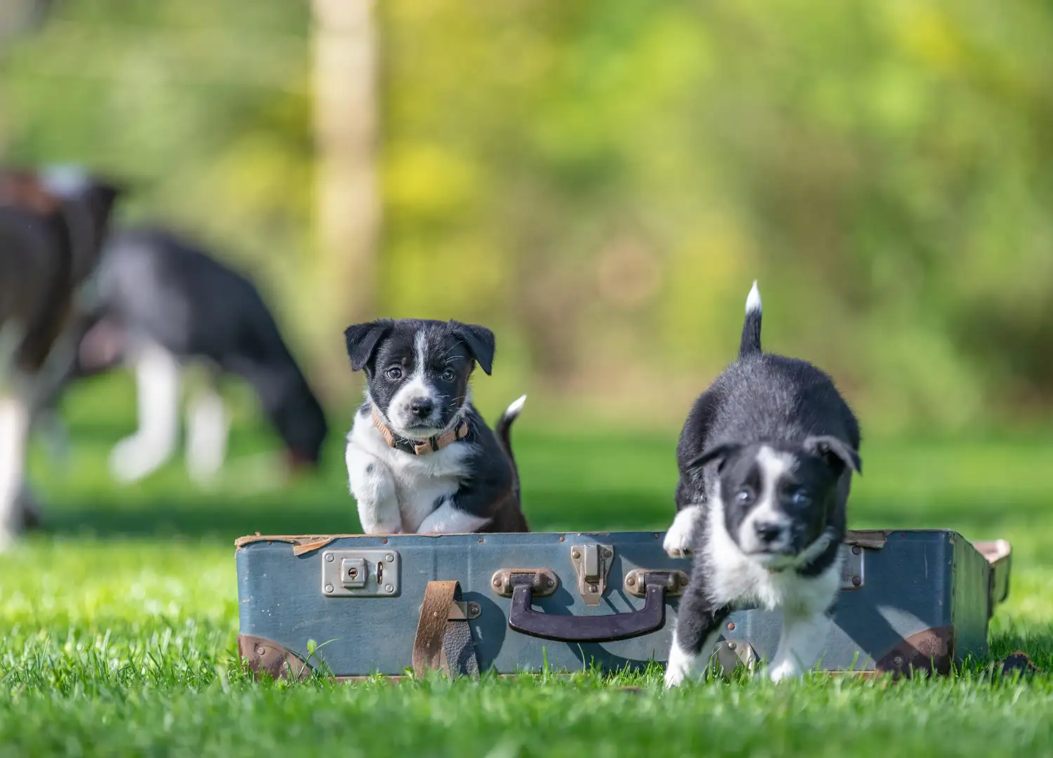 Pets and Pet Care